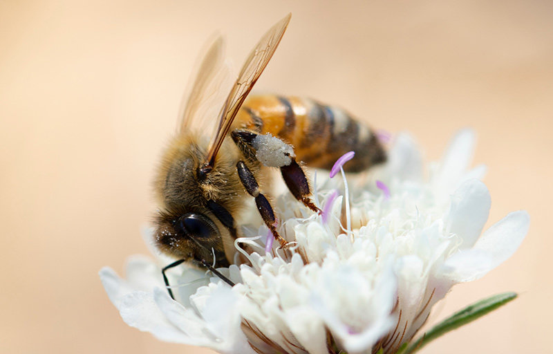 Honigbiene auf einer Blüte