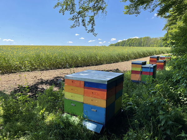 Bienenbeuten am Raps in Melle Osnabrücker Land