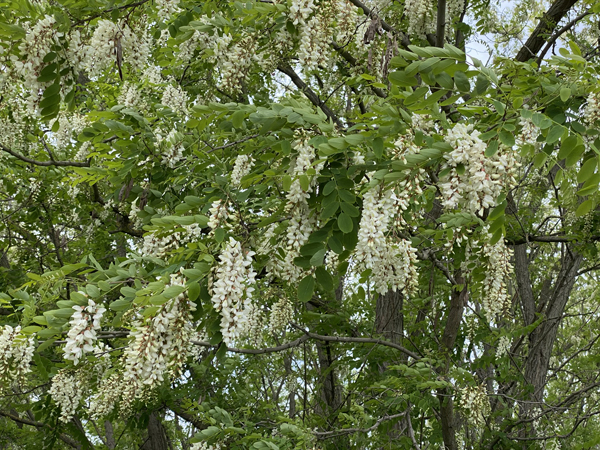 Akazie Robinie Baum in voller Blüte